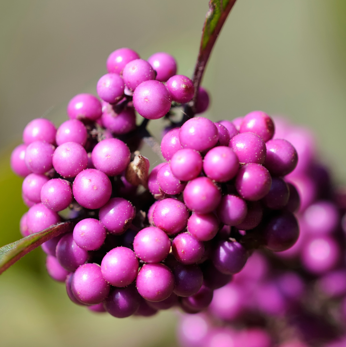 Dried BeautyBerries
