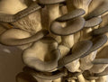 Fresh Gourmet Mushrooms