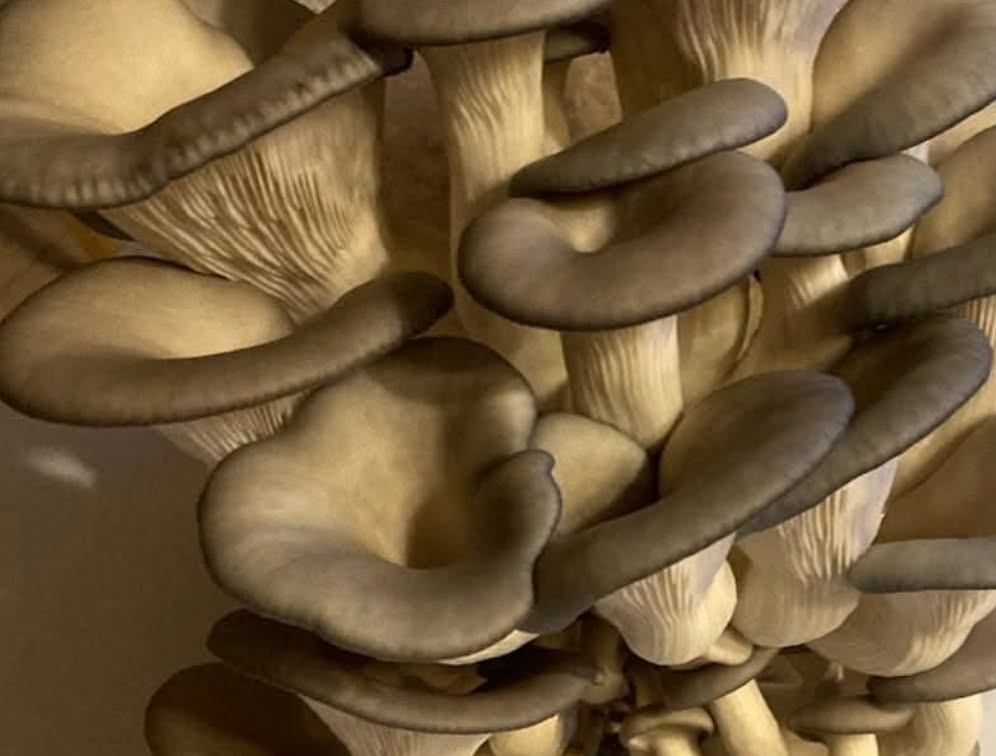Fresh Gourmet Mushrooms
