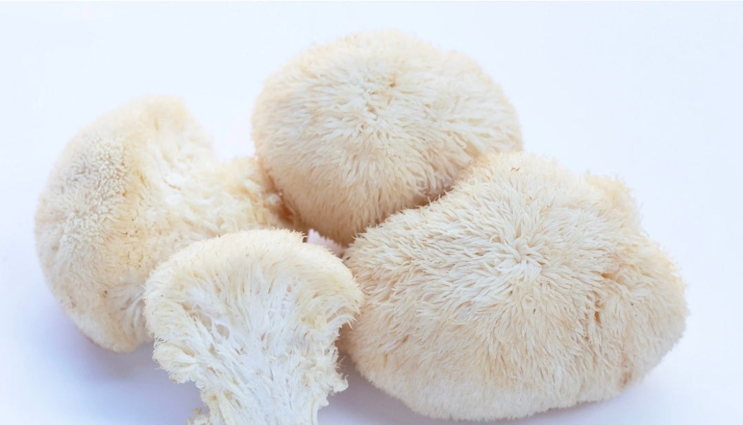 Four lion's mane mushrooms with fuzzy, hair-like textures in a light cream-beige color, arranged on a plain white background.