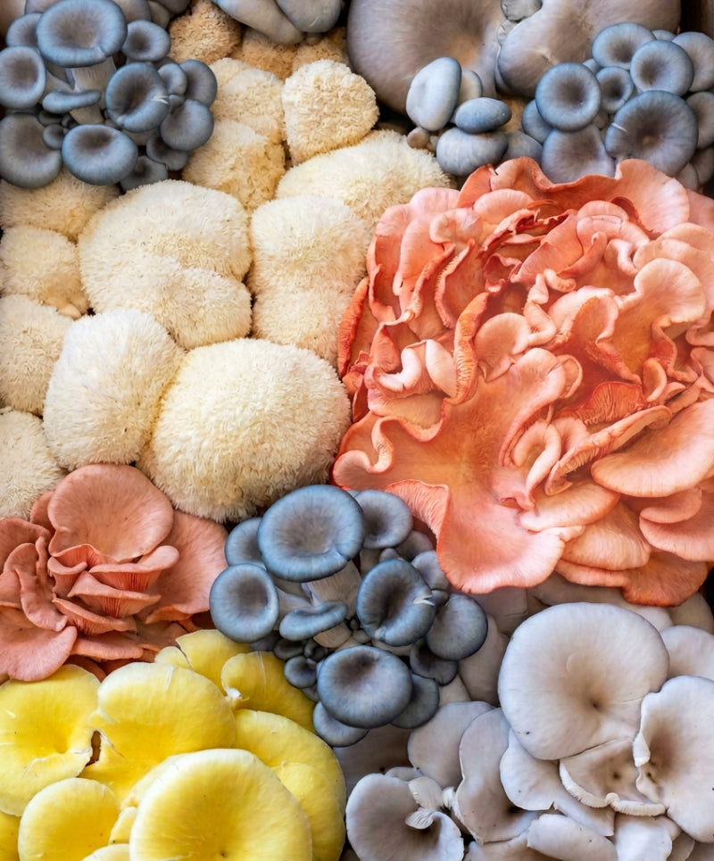 Fresh Gourmet Mushrooms