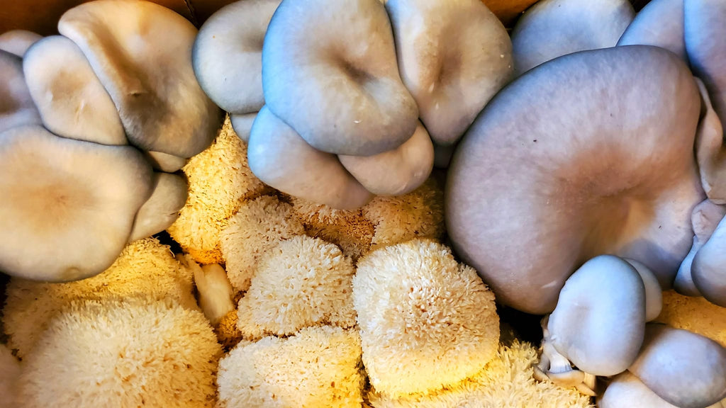 Fresh Gourmet Mushrooms