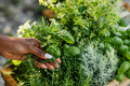 Air Dried Rosemary, Oregano & Basil Mix