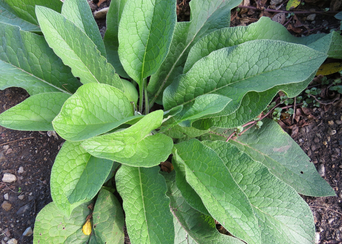 Fresh Dried Comfrey Leaves