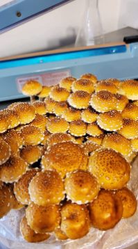 Fresh Gourmet Mushrooms