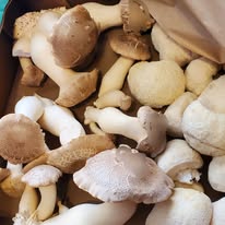 Fresh Gourmet Mushrooms
